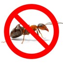 Защита от домовых муравьёв